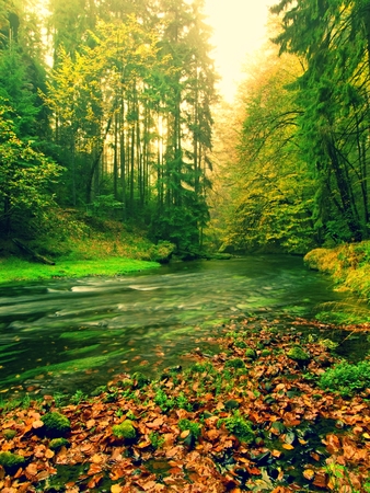 View into autumn mountain river with blurred waves ,, fresh green mossy stones and boulders on river banks covered with colorful leaves from maples, aspens Beeches or tree.の写真素材