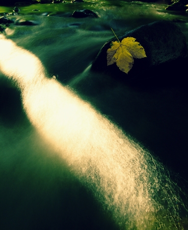 Autumn colorful maple leaf. Castaway rotting on wet slipper stone in streamの写真素材