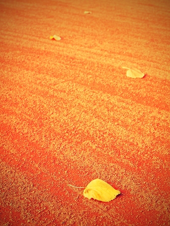 Leaf on abandoned tennis court. end of seasonの写真素材