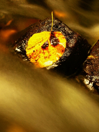 Orange rotten leaf on wet basalt stone in rapid streamの写真素材