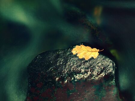 Detail of rotten old oak leaf on basalt stone in blurred water of mountain river, first autumn leaves.の写真素材