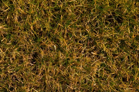 Dry burnt dead grass on hard dry clay, natural plant background.の写真素材