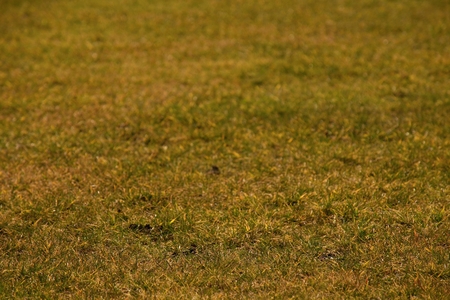Dry burnt dead grass on hard dry clay, natural plant background.の写真素材