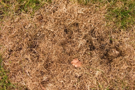Decay harvested grass in big green smell mound in corner of garden.  Organic fertilizer.の写真素材