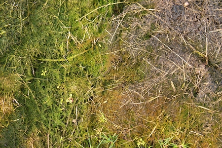 Decay harvested grass in big green smell mound in corner of garden.  Organic fertilizer.の写真素材