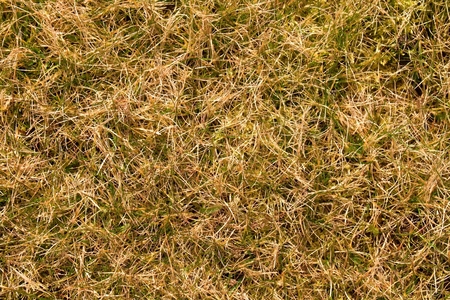 Decay harvested grass in big green smell mound in corner of garden.  Organic fertilizer.の写真素材