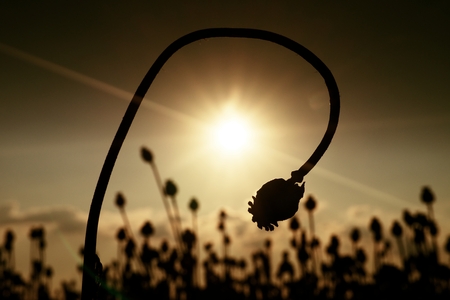 Bended stalk of poppy seed. Evening field of poppy heads waiting for  harvestingの写真素材