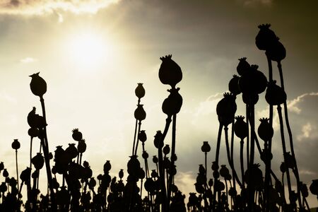 Long dry stalk of poppy seed. Evening field of poppy heads waiting for  harvestingの写真素材