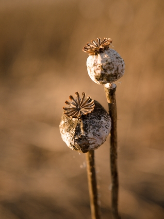 Detail of cultivated poppy head. Dry flower in the fieldの写真素材