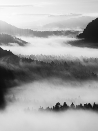 Sharp treetops. Autumn sunrise in a beautiful mountain within inversion. Peaks of hills increased from foggy background.の写真素材