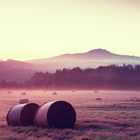 Early foggy morning at meadows. Ground frost covered grass withgrey  hoarfrostの写真素材