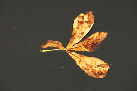 Chestnut leaf floating on water pond, big boulders in pond banks. Sailing in gentle wind.の写真素材