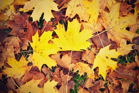 End of football season. Dry maple leaves fallen on ground of natural green football turf with painted white lineの写真素材