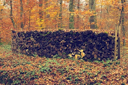 Stack of beech wood cut in the autumn. Colorful leaves forest in the backgroundの写真素材