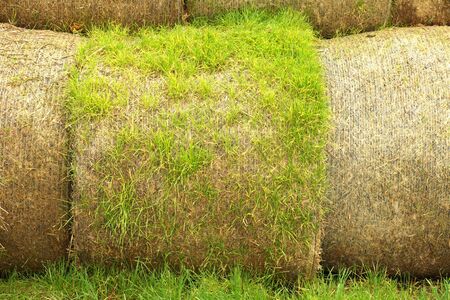 Poor huge bales of hay. Early foggy morning at meadows.の写真素材