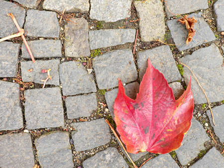 Cobblestone paving footpath with dry autumn leaves purple, granite cobbles in pavement