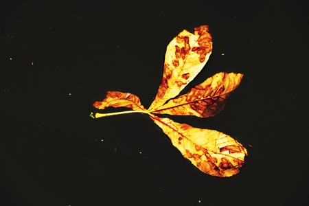 Fallen chestnut leaf in water of mountain river, the first leaf on water levelの写真素材