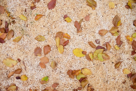 Fallen dry beech leaves on ground