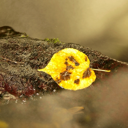 Bright yellow aspen leaf. Nice broken yellow leaf on wet stone in blurred water cascade of mountain stream.の写真素材