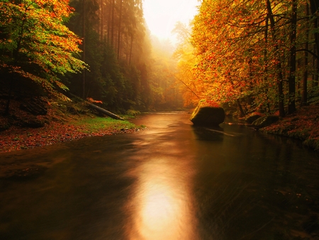 Stony bank of autumn mountain river covered by orange beech leaves. Fresh green leaves on branches above water make reflection