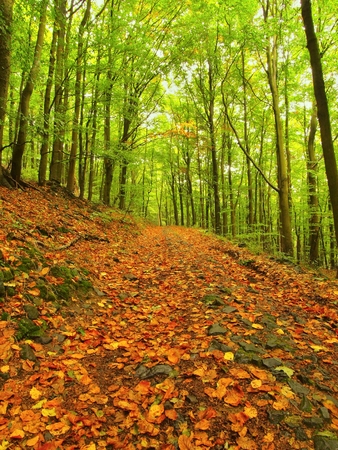 Spring rainy day in leaves forest .. Bended maples and beech trees with fresh green leaves. Rainy day.の写真素材