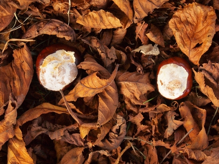 Funny horse chestnut fall smiley face hiden autumn park on ground