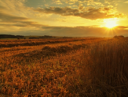 Morning yellow wheat field on the cloudy orange sunset sky background Setting sun rays on horizon in rural meadow Close up nature photo Idea of a rich harvestの写真素材