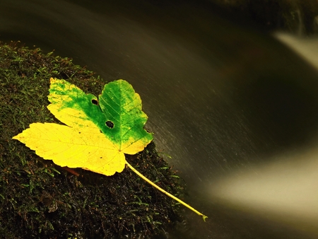 Yellow green fallen maple leafの写真素材