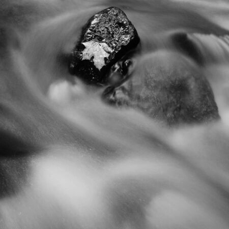 First rotten autumn maple leaf on basalt stone covered with algae. Long stalks of algae in blurred water of mountain river. Fall is coming. Black and white photo.の写真素材