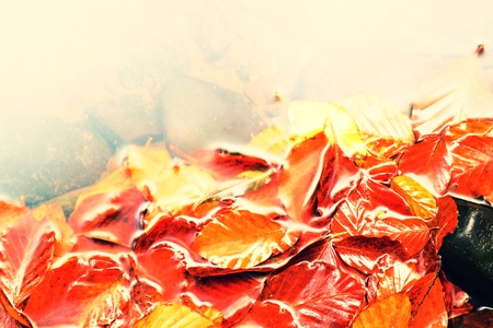 Fallen beech leves and stones in water of mountain river, first leaves bellow water levelの写真素材