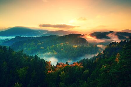 Misty pine forest on the mountain slope in autumn nature reserve