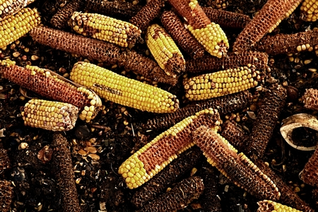 Wet corn cobs milled as animal feed. Waste from the end of corn shelling processの写真素材