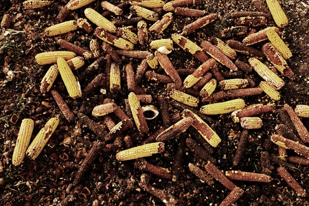 Wet corn cobs milled as animal feed. Waste from the end of corn shelling processの写真素材