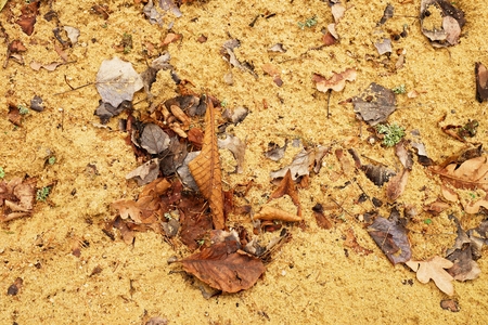 Autumn leaves on wet dirt sandy road. Rotten dark leawes on sand ground, sandbox.の写真素材