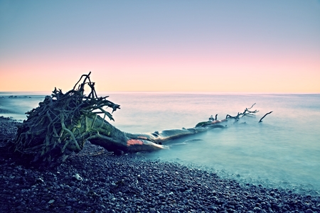 Pink sky above smooth smoky water level. Lonely fallen  tree on empty  stony coastline.  Death tree...