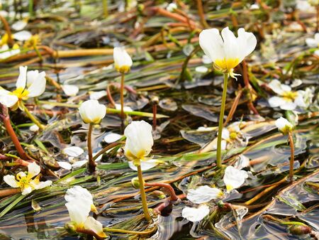 Close up view a stream of huge blossoms with water flower. Stream of clear water is swinging with blooming plants. Sunny summer morning at the river.の写真素材