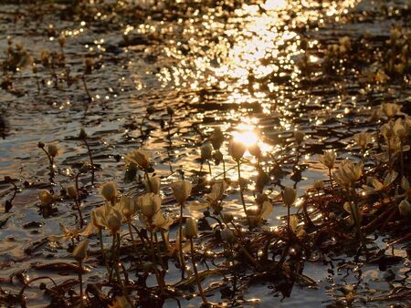 Close up view a stream of huge blossoms with water flower. Stream of clear water is swinging with blooming plants. Sunny summer morning at the river.の写真素材