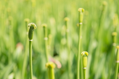 Tulip flowers after blossom, tulip beds. Flowers changing heads to seed.の写真素材