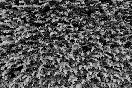 Fresh branches with cut dry twigs as textura. Cut hedge fence in the garden. Black and white photo