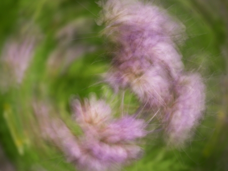 Defocused flowers and plants in meadow  in moved background. Blurred and de focused green purple plant stalks. Hypnotic blurry effect.の写真素材