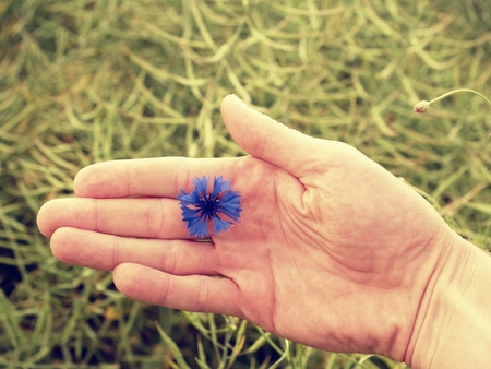 Hand hold nice blue flower cornflower in blossom. Fresh green ripe oilseed rape field in background.の写真素材
