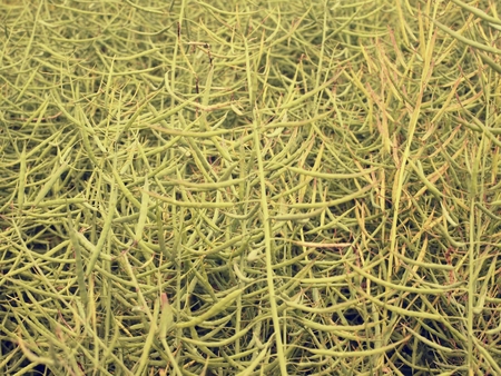 Ripe oilseed rape field.  Fresh green beans. Oilseed rapeseed cultivated agricultural field.