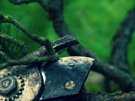 Artistic gardener hand trimming bonsai tree. Cleaning treetop from wrong twigs with heavy wide scissors. . Needle bonsai treeの写真素材