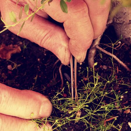 Old hand of  gardener extract with pincers weed from bonsai tree pot. Cultivated needle tree in japanese garden style.の写真素材