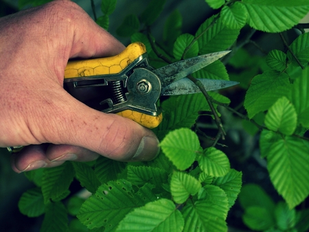 Hand with spiky pincers trimming bonsai beech tree. Cut of bended twig on leaves tree with long spiky scissors.の写真素材