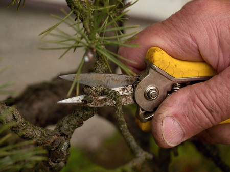 Spiky pincers artistic gardener trimming bonsai tree. Cut of bended twig on needle tree with long spiky scissors.の写真素材