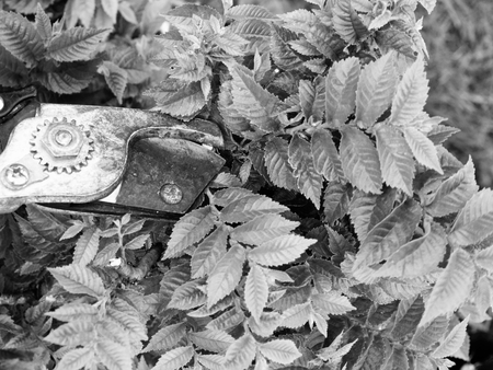 Artistic gardener hand trim hornbeam bonsai tree. Cleaning Treetop from wrong Twigs with heavy scissors wide. . Needle bonsai treeの写真素材