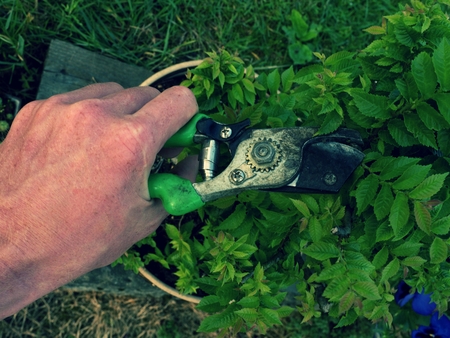 Gardener hand cut branch on hornbeam bonsai tree. Cleaning Treetop from wrong Twigs with heavy...
