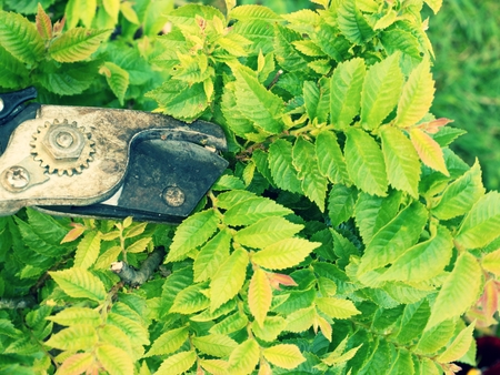 Artistic gardener hand trim hornbeam bonsai tree. Cleaning Treetop from wrong Twigs with heavy...