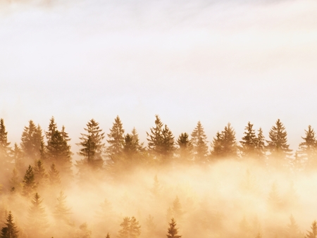 Stripped colorful mist. Summer forest after heavy rainy night. Treetops increased from fog and stripping inversion.  Vivid effect.の写真素材